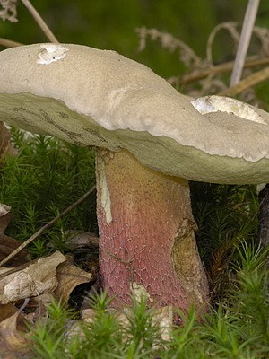 Inedible mushrooms (beautiful and rooted)