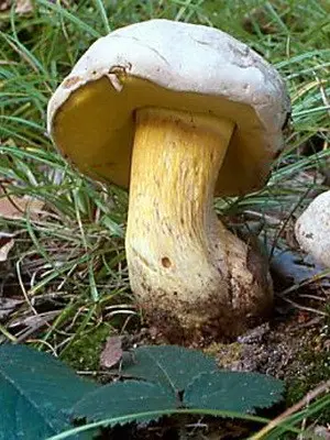 Inedible mushrooms (beautiful and rooted)