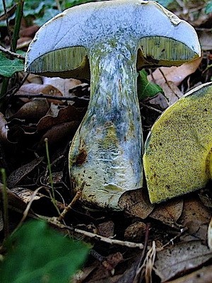 Inedible mushrooms (beautiful and rooted)