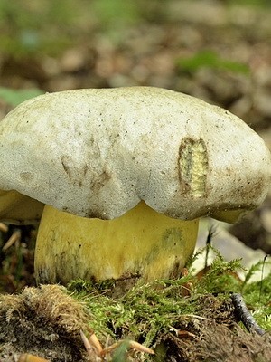 Inedible mushrooms (beautiful and rooted)