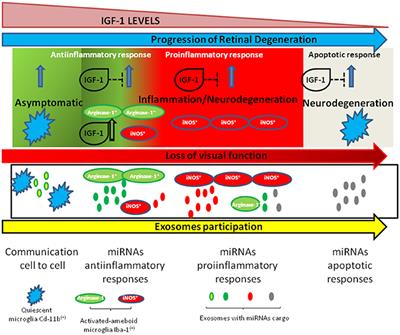 Inflammation and degeneration of the retina