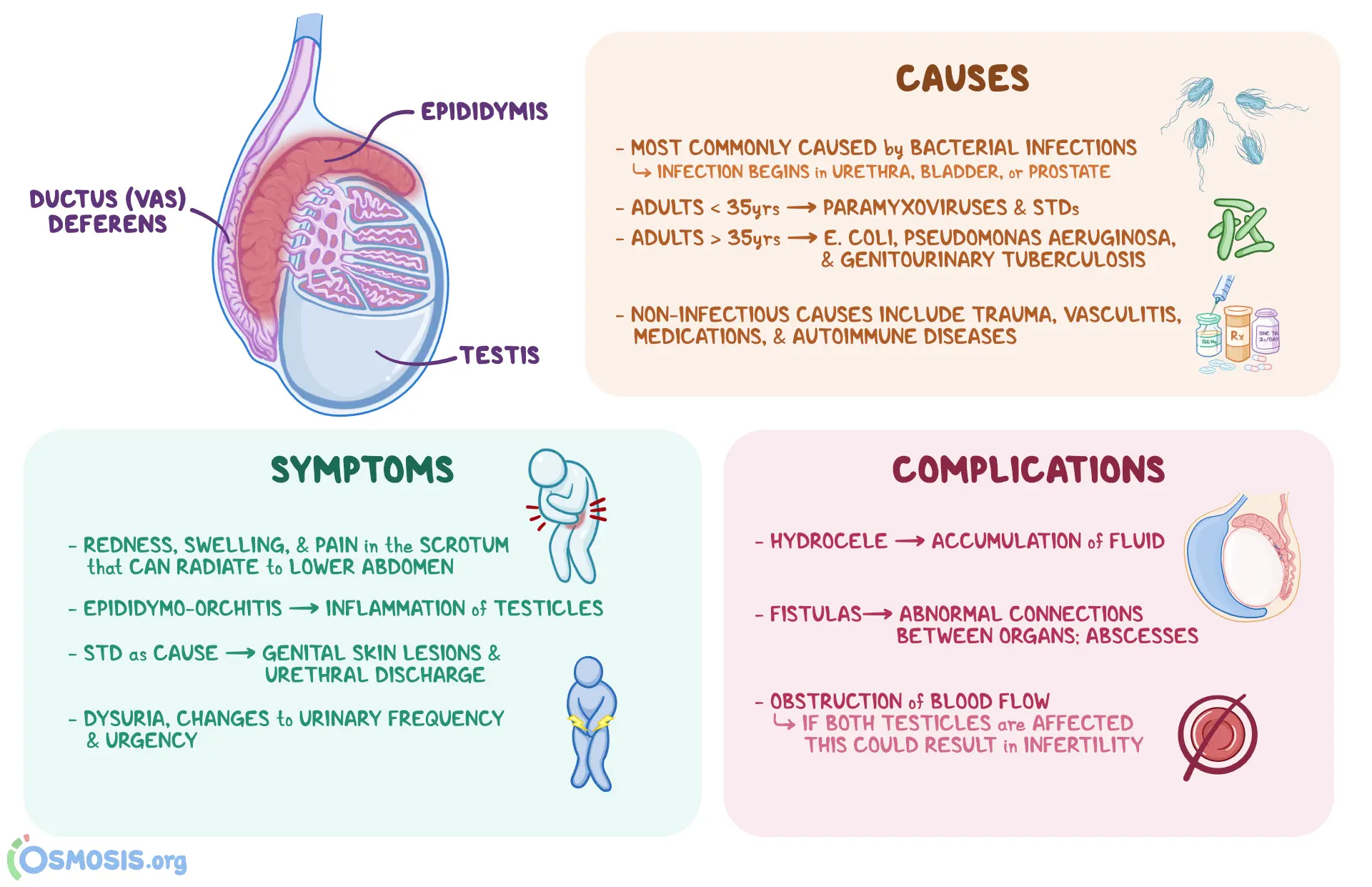 Inflammation of the epididymis and testicles &#8211; causes, diagnosis, treatment. What are the complications of inflammation?