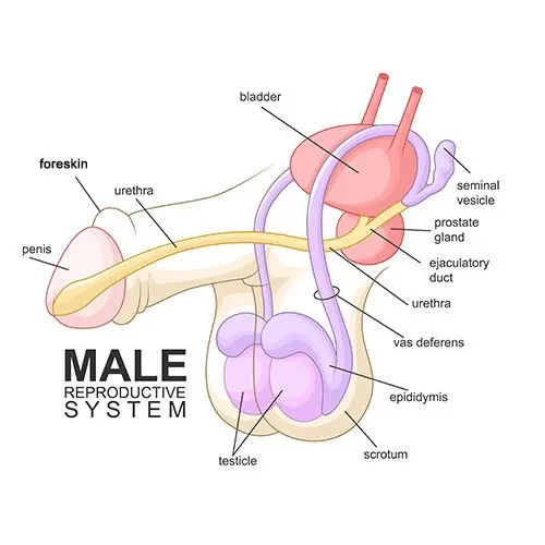 Inflammation of the yellows and foreskin &#8211; symptoms, treatment, prognosis