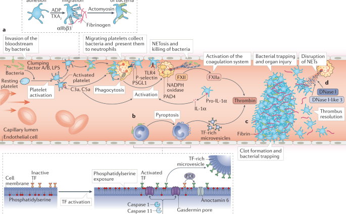 Inflammation promotes the formation of blood vessels