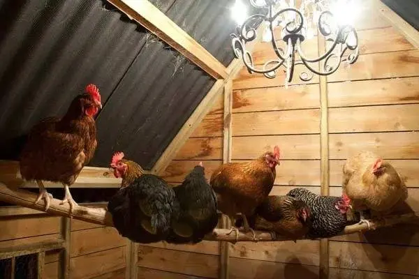 Infrared chicken coop heater