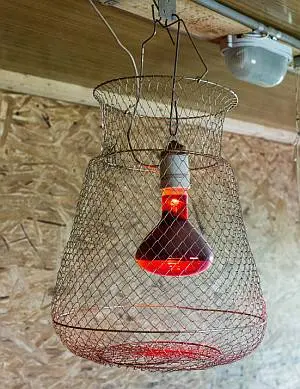 Infrared chicken coop heater