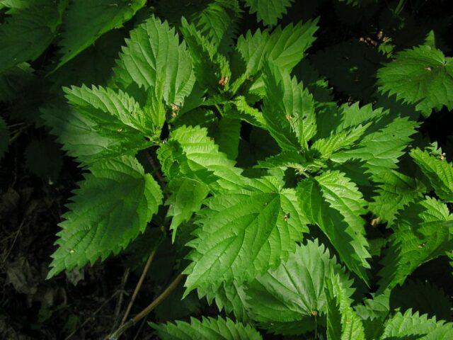 Infusion and decoction of nettle for bleeding: how to brew, how to drink, reviews