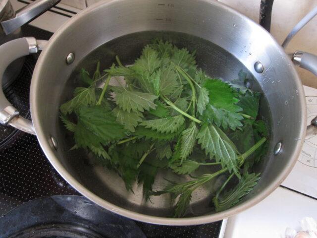 Infusion and decoction of nettle for bleeding: how to brew, how to drink, reviews