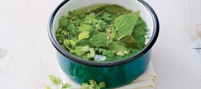 Infusion and decoction of nettle for bleeding: how to brew, how to drink, reviews