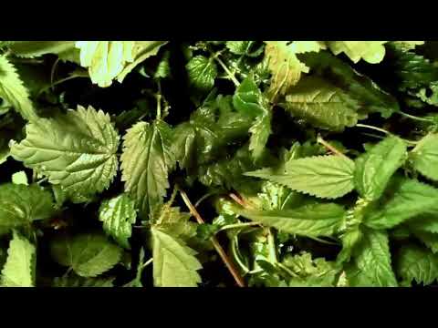 Infusion and decoction of nettle for bleeding: how to brew, how to drink, reviews