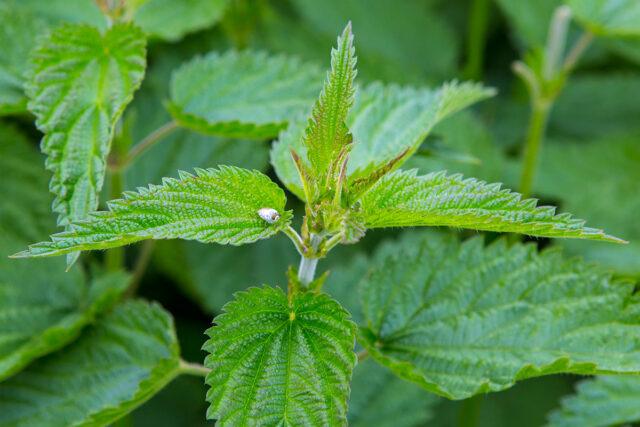 Infusion and decoction of nettle for bleeding: how to brew, how to drink, reviews