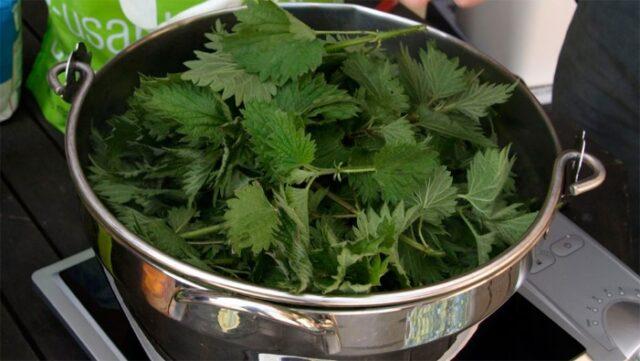 Infusion and decoction of nettle for bleeding: how to brew, how to drink, reviews