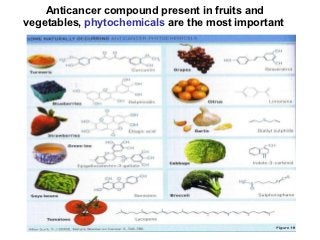 Ingredient of broccoli destroys breast cancer &#8220;at the source&#8221;