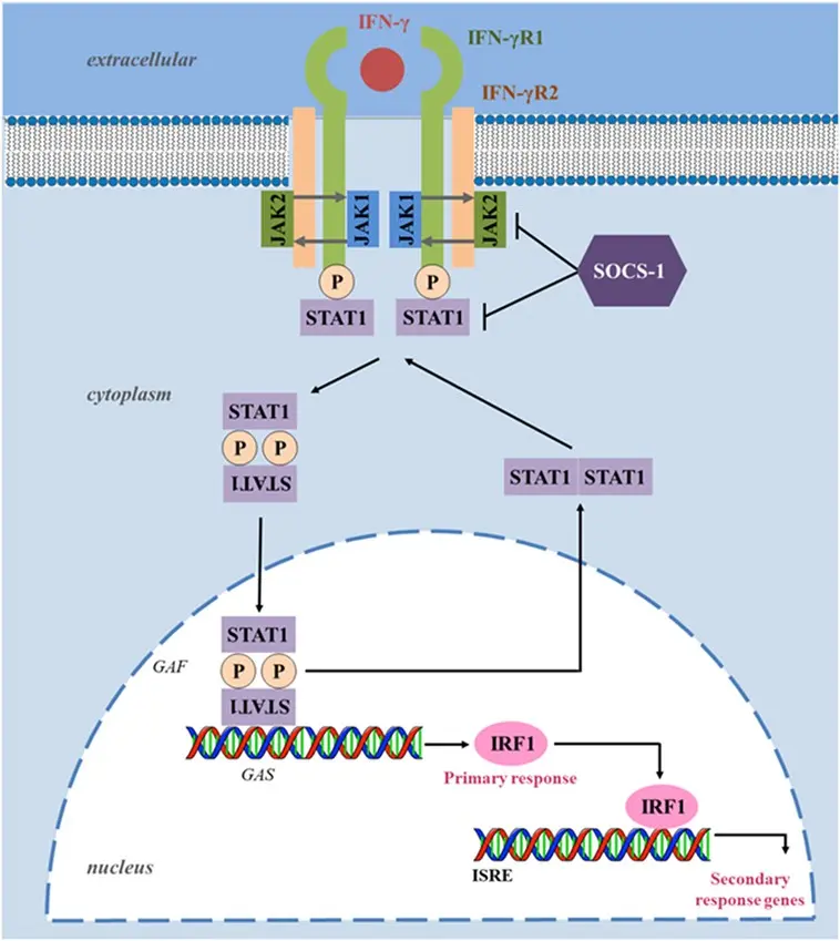 Inhibiting the activity of interferon will help treat skin cancer