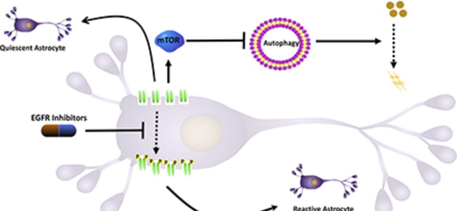 Inhibition of epidermal growth factor signaling activates blood stem cells