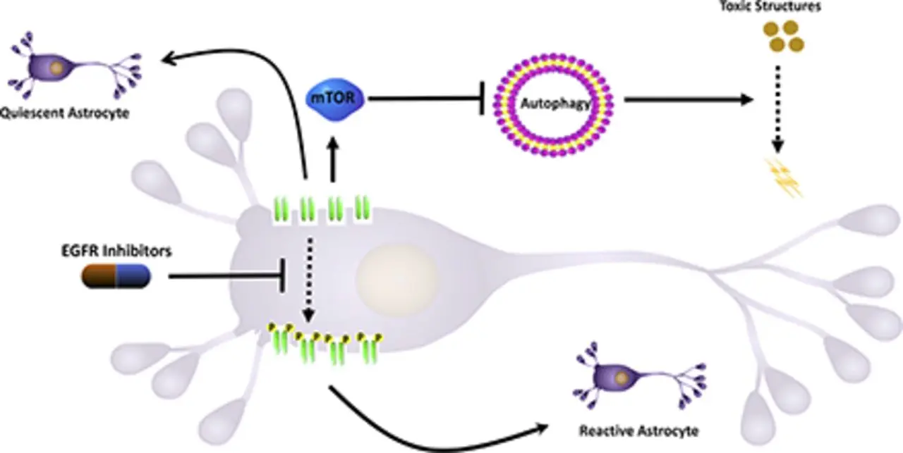 Inhibition of epidermal growth factor signaling activates blood stem cells