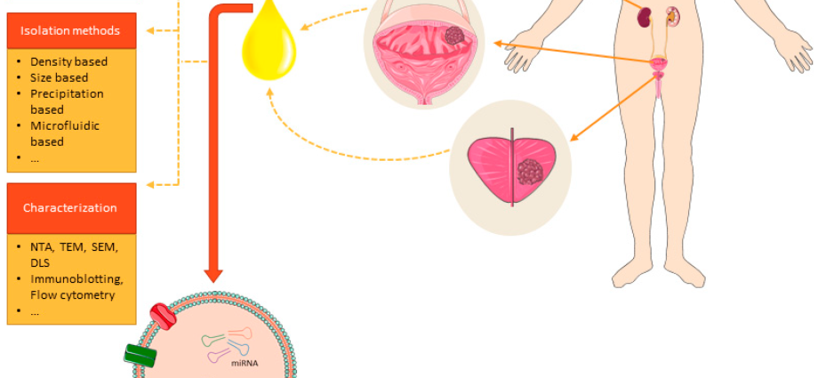 Innovative diagnostics and the most advanced treatment methods. The urology department is already open