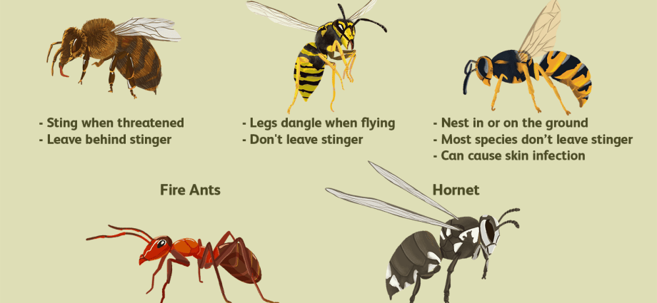 Insect stings. What to do after a bite?