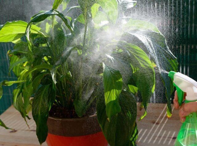 Insecticide Biotlin: instructions for use from whitefly, aphids and other pests