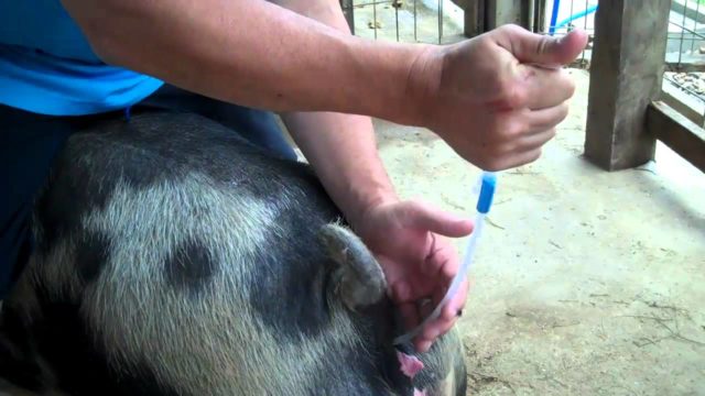 Insemination of pigs at home