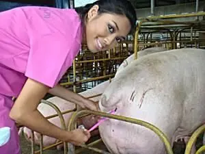 Insemination of pigs at home