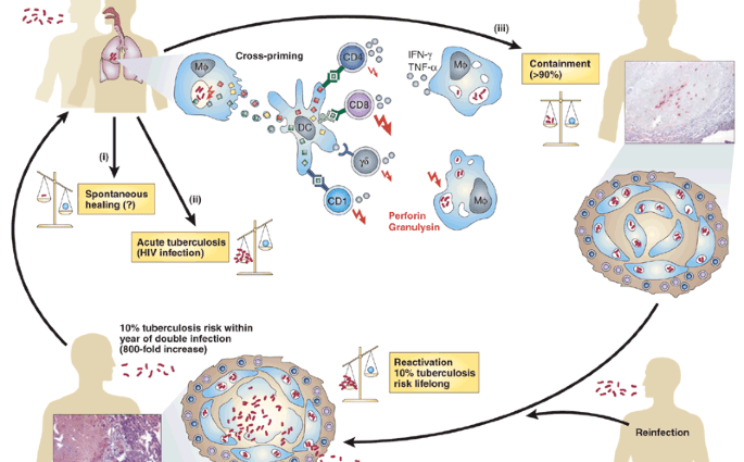 Insidious and effective Mycobacterium tuberculosis