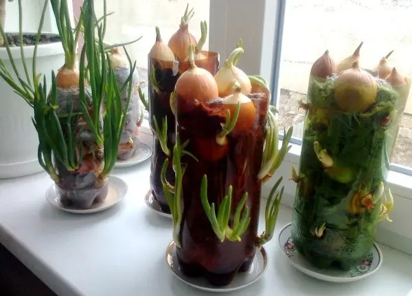 Instructions for growing onions in a plastic bottle