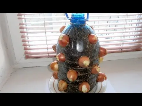 Instructions for growing onions in a plastic bottle