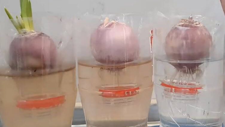 Instructions for growing onions in a plastic bottle