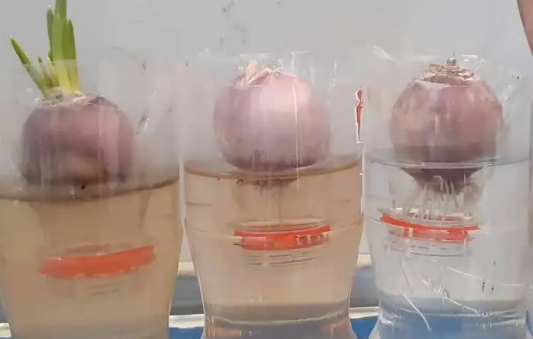 Instructions for growing onions in a plastic bottle