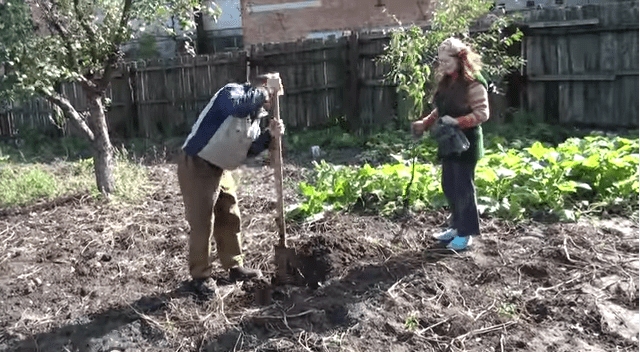 Instructions for planting cherries in the fall with a photo