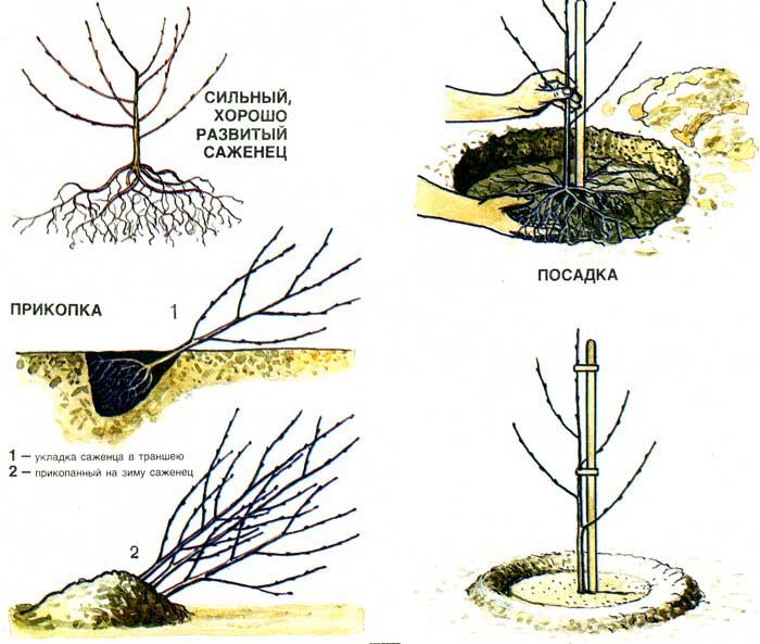 Instructions for planting cherries in the fall with a photo