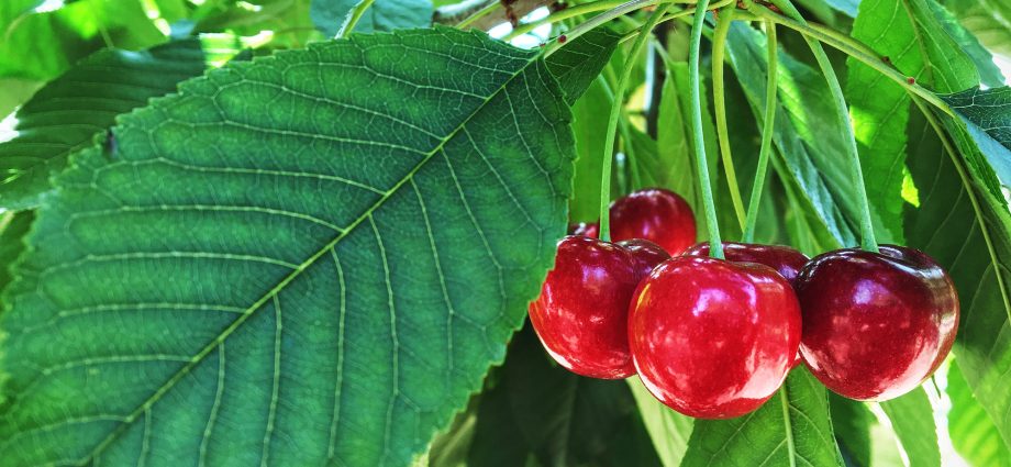 Instructions for planting cherries in the fall with a photo