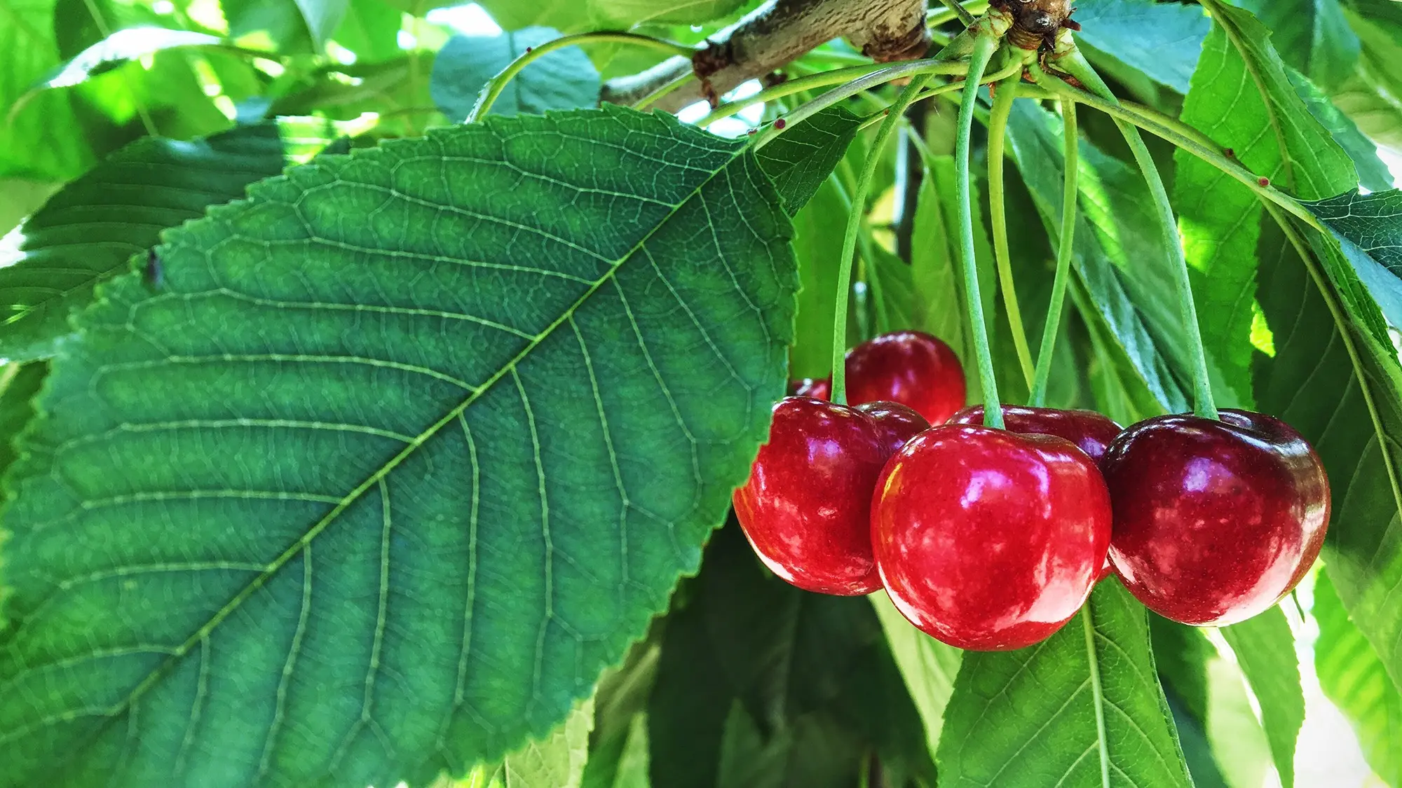 Instructions for planting cherries in the fall with a photo