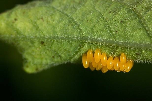 Instructions for use Apache from the Colorado potato beetle 