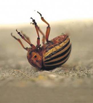 Instructions for use Apache from the Colorado potato beetle 