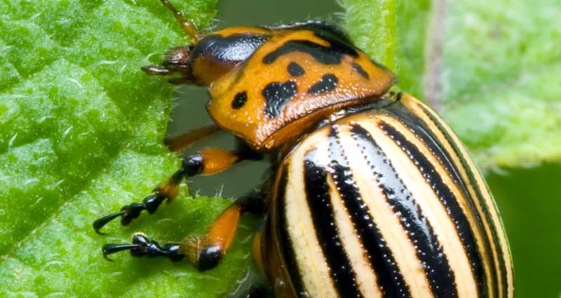 Instructions for use Apache from the Colorado potato beetle 