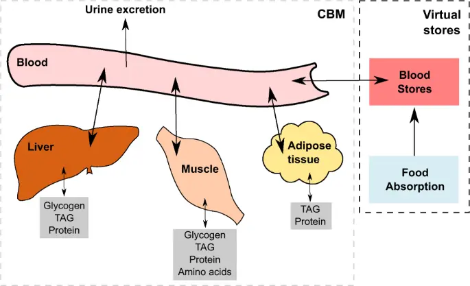 Intensive training permanently changes human metabolism