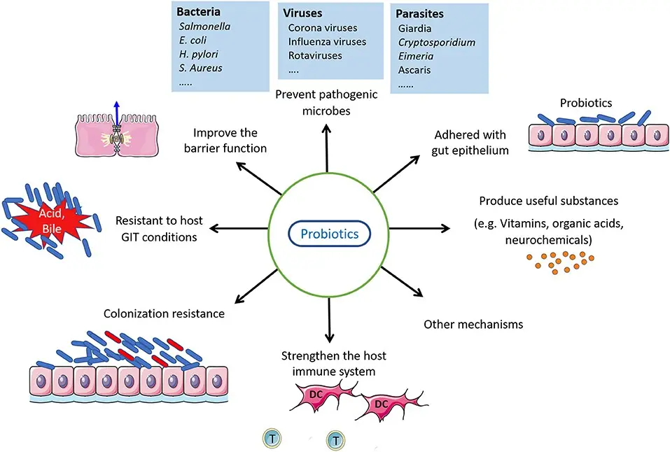 Intestinal diseases, depression and immunodeficiency. Effect of probiotics on well-being