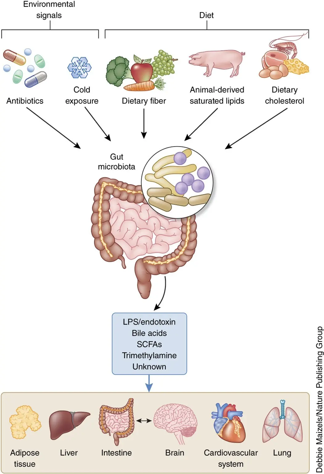 Intestinal microflora &#8211; signals that it is disturbed