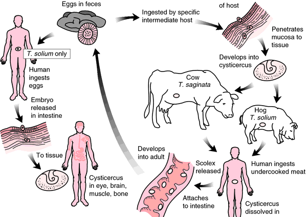 Invasion of an unarmed tapeworm