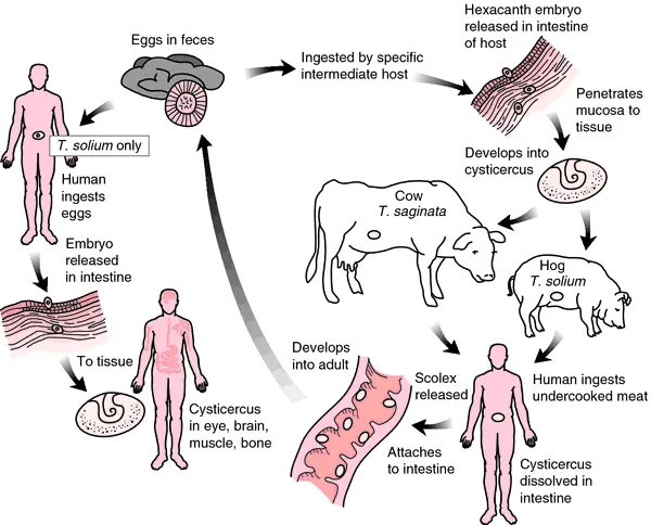 Invasion of an unarmed tapeworm