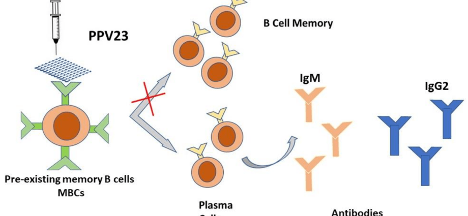 Invasive pneumococcal disease &#8211; medical and legal challenges. Vaccinations against pneumococci