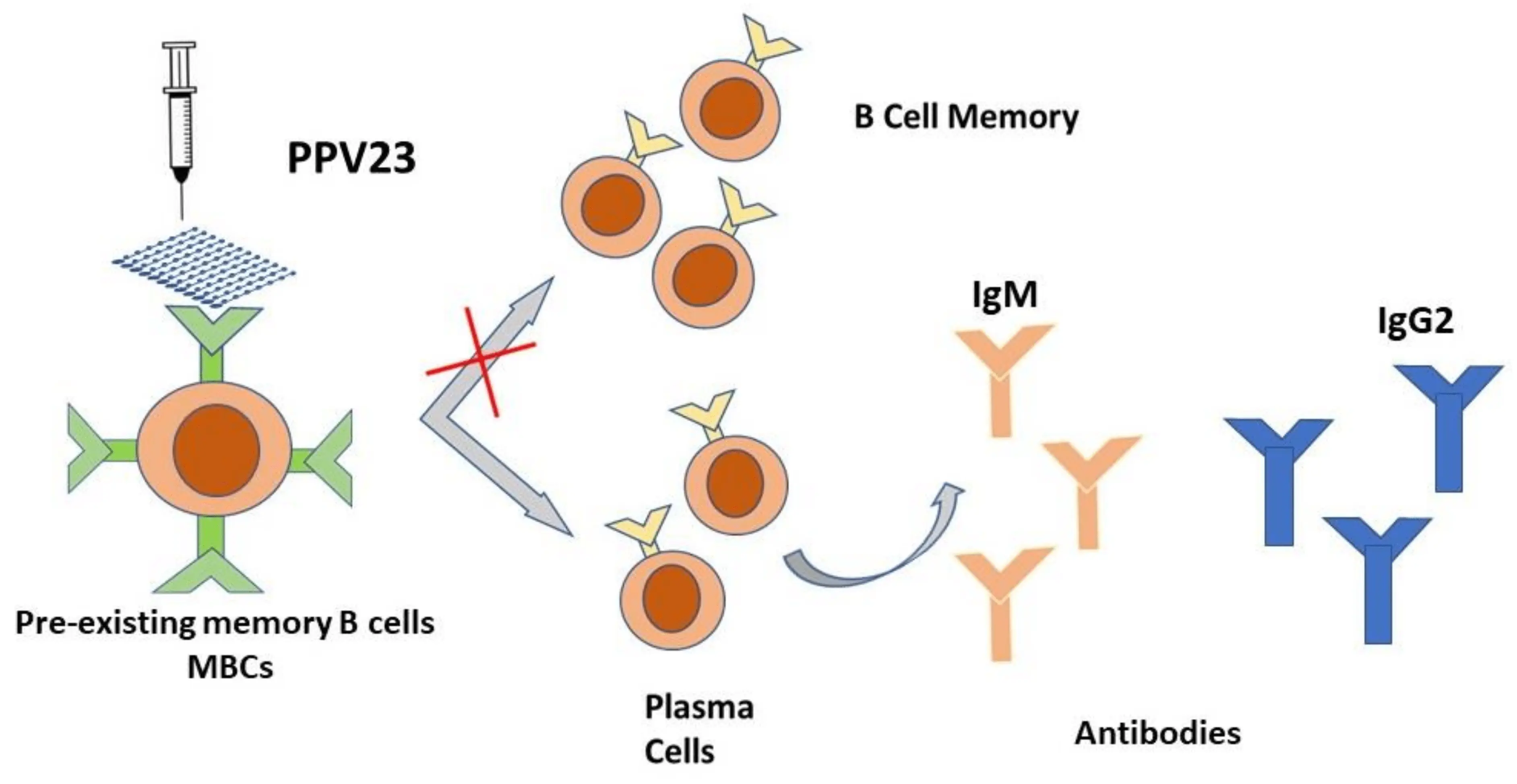 Invasive pneumococcal disease &#8211; medical and legal challenges. Vaccinations against pneumococci