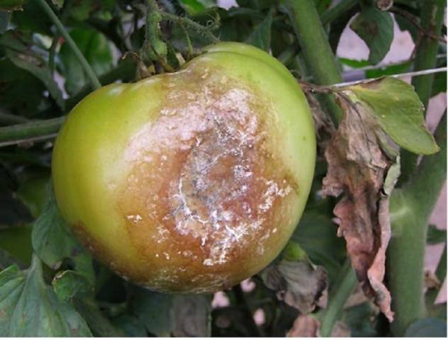 Iodine as fertilizer for tomatoes 