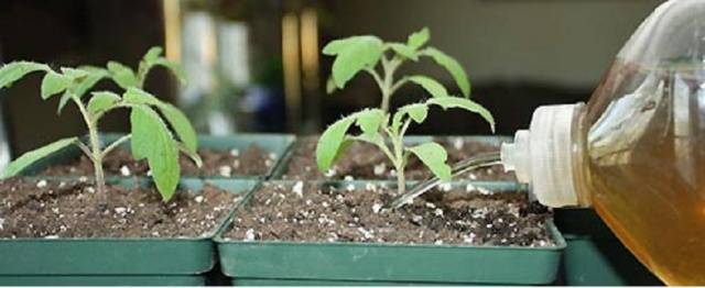 Iodine as fertilizer for tomatoes 