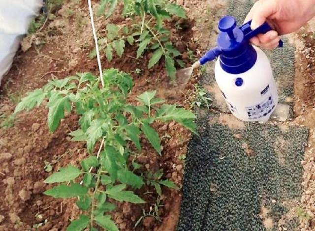 Iodine as fertilizer for tomatoes 