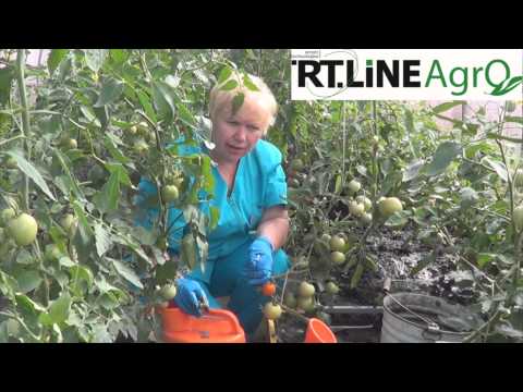 Iodine as fertilizer for tomatoes 