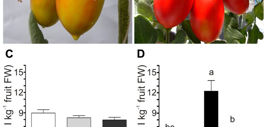 Iodine as fertilizer for tomatoes 