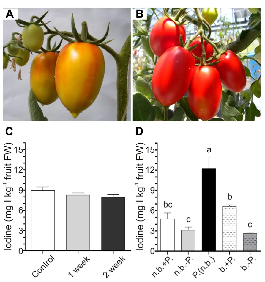 Iodine as fertilizer for tomatoes 